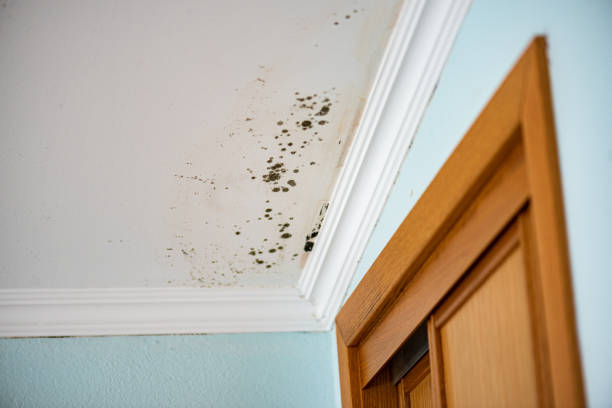 Best Emergency Mold Removal  in Arlington, TN
