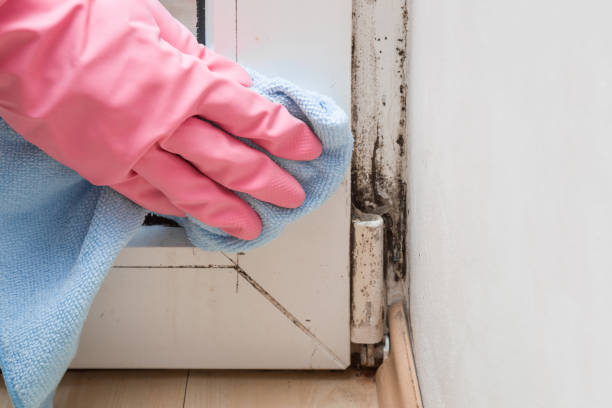 Best Black Mold Removal  in Arlington, TN